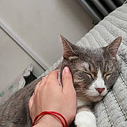 Kitty joined the competition — help win amazing prizes! cat, sleeping, hand, petting, gray_cat, white_paws, blanket, indoor, cozy, resting, comfort, radiator, wall, relaxation, feline, domestic_cat, close_up, cute, calm, human_interaction