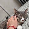 cat, sleeping, hand, petting, gray_cat, white_paws, blanket, indoor, cozy, resting, comfort, radiator, wall, relaxation, feline, domestic_cat, close_up, cute, calm, human_interaction