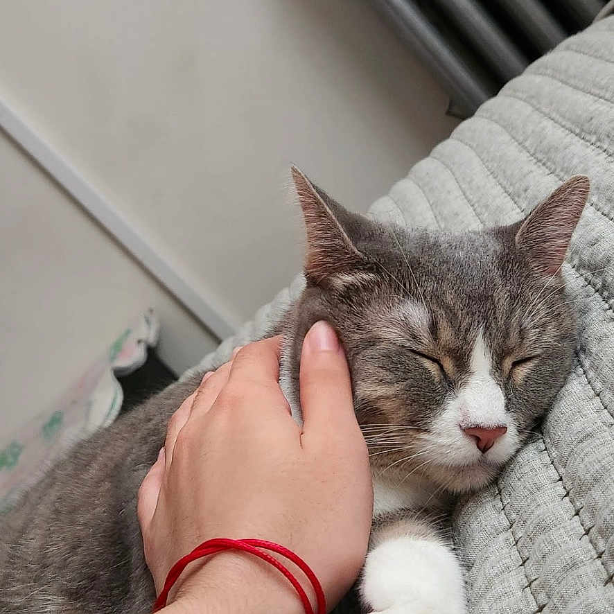 Kitty