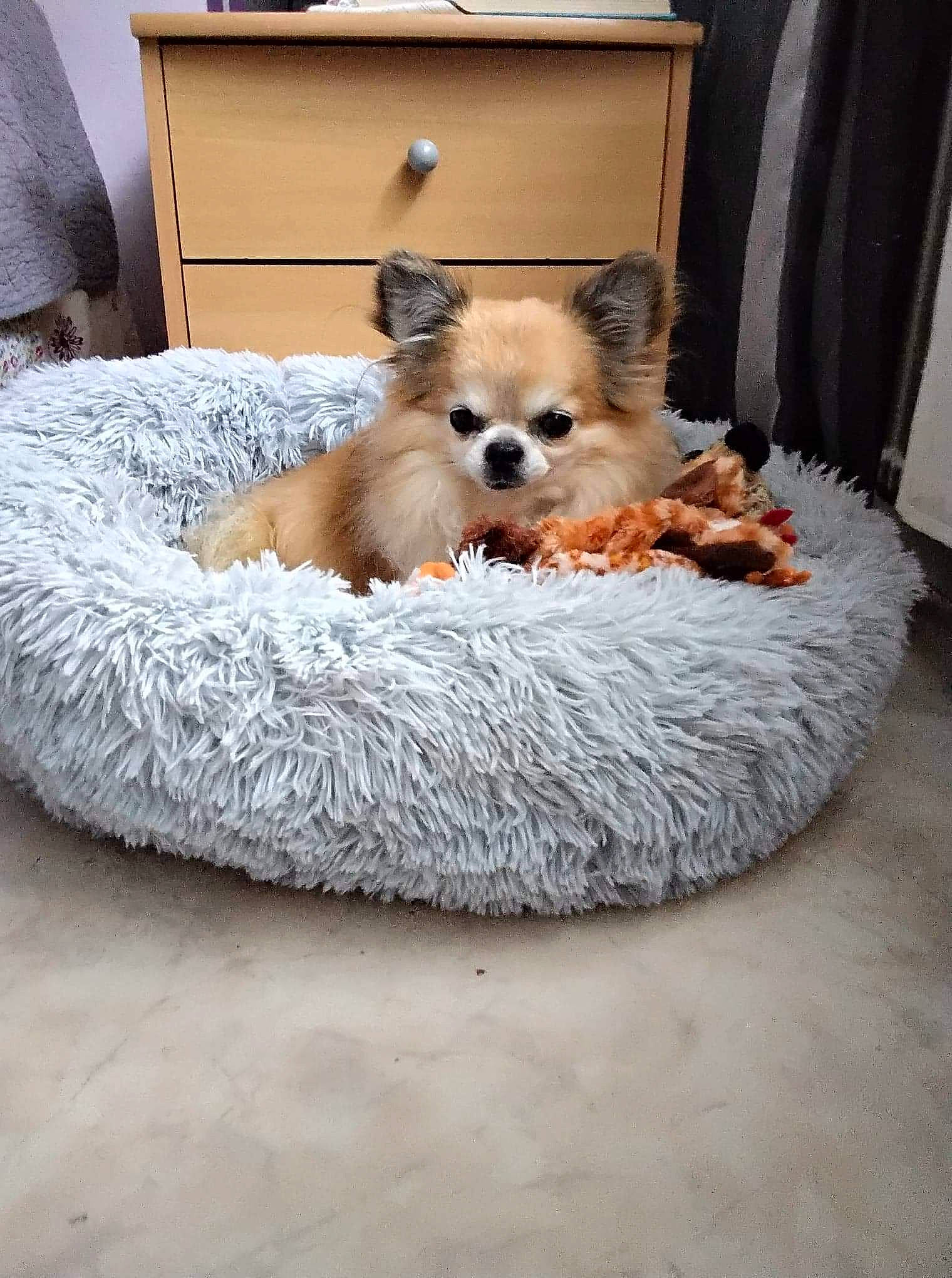 Zezai participe au concours pour gagner de l'argent avec cette photo : cabinetry, canidae, carnivore, chest_of_drawers, companion_dog, dog, dog_bed, dog_breed, dog_supply, drawer, dresser, fawn, fur, non_sporting_group, pet_supply, puppy, room, snout, sporting_group, toy_dog