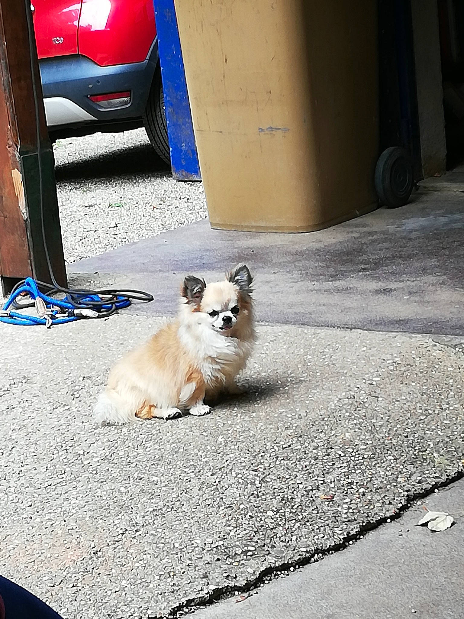 Zezai a rejoint le concours — aidez-le/la à gagner de superbes lots ! alloy_wheel, canidae, carnivore, city_car, companion_dog, concrete, dog, dog_breed, fawn, fender, hubcap, non_sporting_group, puppy, shadow, sidewalk, snout, tire_care, toy_dog, vehicle_door, working_animal