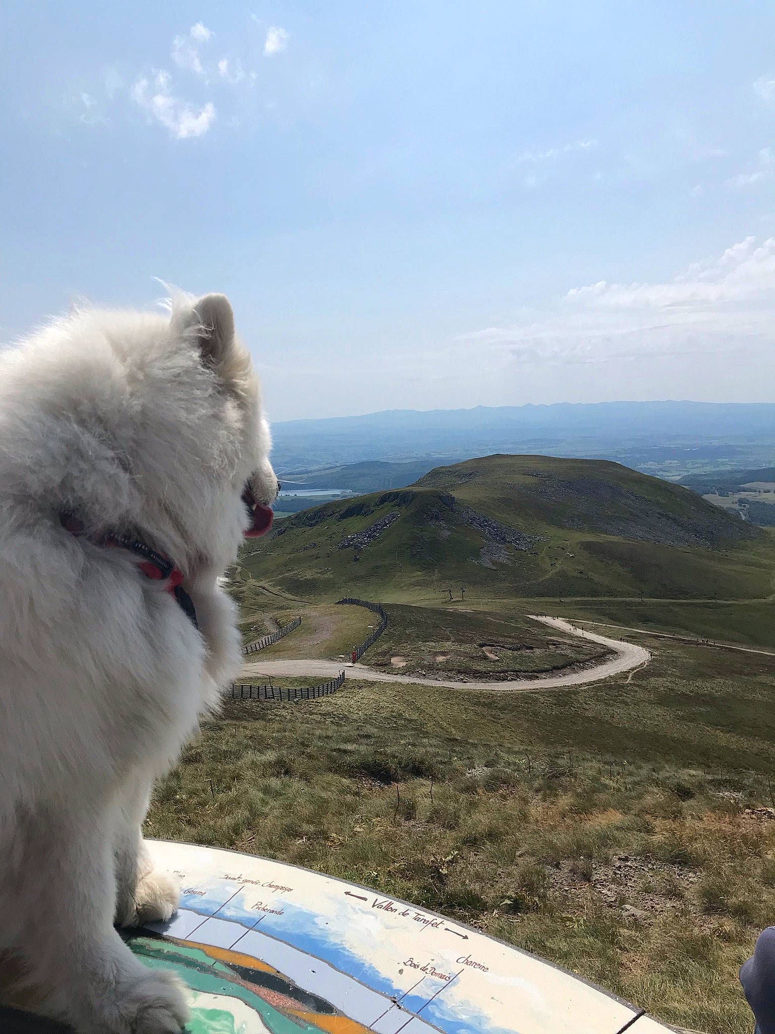 Aiyanna participe au concours pour gagner de l'argent avec cette photo : aircraft, carnivore, cloud, companion_dog, cumulus, dog, dog_breed, fur, grass, hill, landscape, light_aircraft, monoplane, mountain, sky, snout, spitz, volpino_italiano, windscreen_wiper, windshield