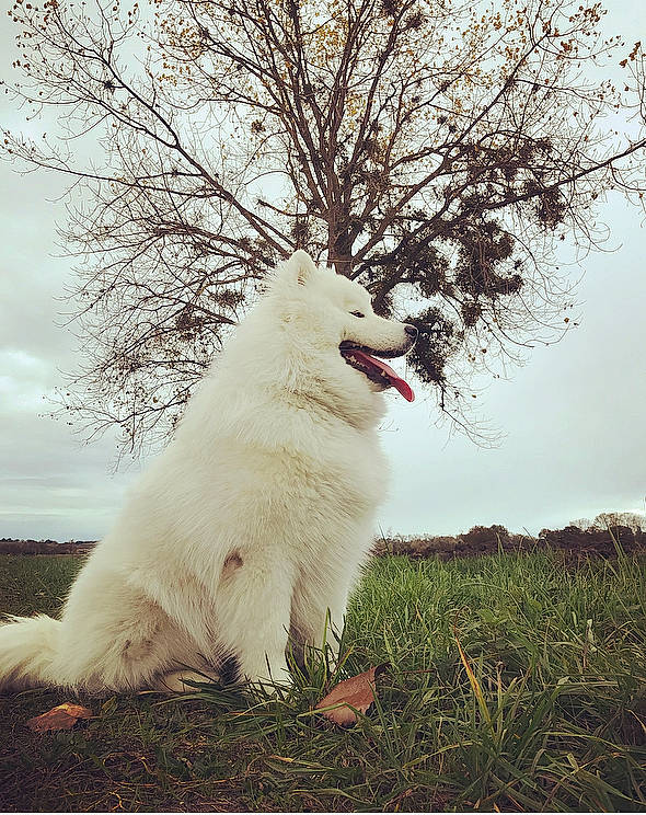 Aiyanna participe au concours pour gagner de l'argent avec cette photo : canidae, carnivore, cloud, collar, companion_dog, dog, dog_breed, fur, german_spitz, german_spitz_mittel, grass, happy, indian_spitz, plant, sky, snout, spitz, sporting_group, tree, working_animal
