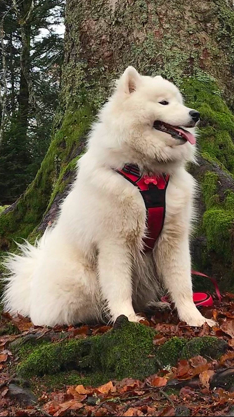 Aiyanna a rejoint le concours — aidez-le/la à gagner de superbes lots ! canidae, carnivore, collar, companion_dog, dog, dog_breed, fang, fawn, fur, giant_dog_breed, grass, indian_spitz, plant, snout, spitz, sporting_group, tail, terrestrial_animal, tree, working_animal