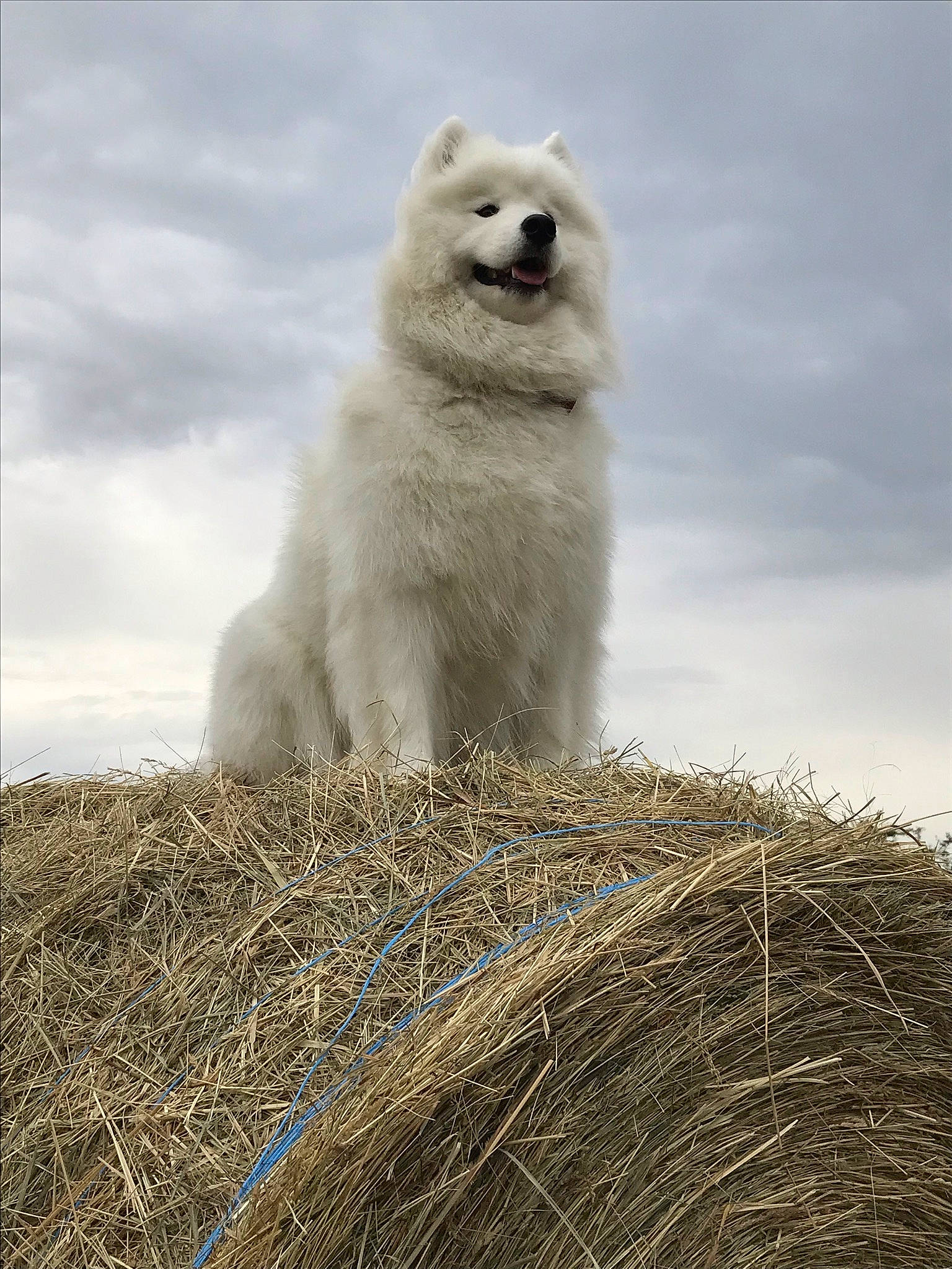 Aiyanna participe au concours pour gagner de l'argent avec cette photo : arctic_fox, bear, canis, carnivore, cloud, companion_dog, dog, dog_breed, fur, grass, grassland, hay, polar_ice_cap, sky, snout, terrestrial_animal, whiskers, wildlife, wolf