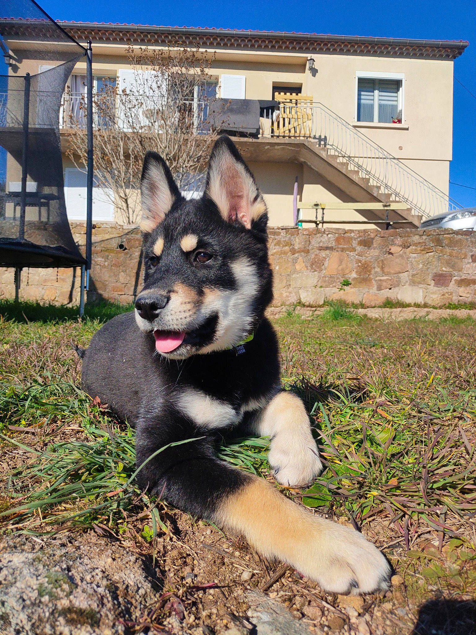 Kenaï a rejoint le concours — aidez-le/la à gagner de superbes lots ! building, canidae, canis, carnivore, companion_dog, dog, dog_breed, dog_supply, fur, grass, herding_dog, house, non_sporting_group, plant, siberian_husky, sky, sporting_group, window, working_animal, working_dog