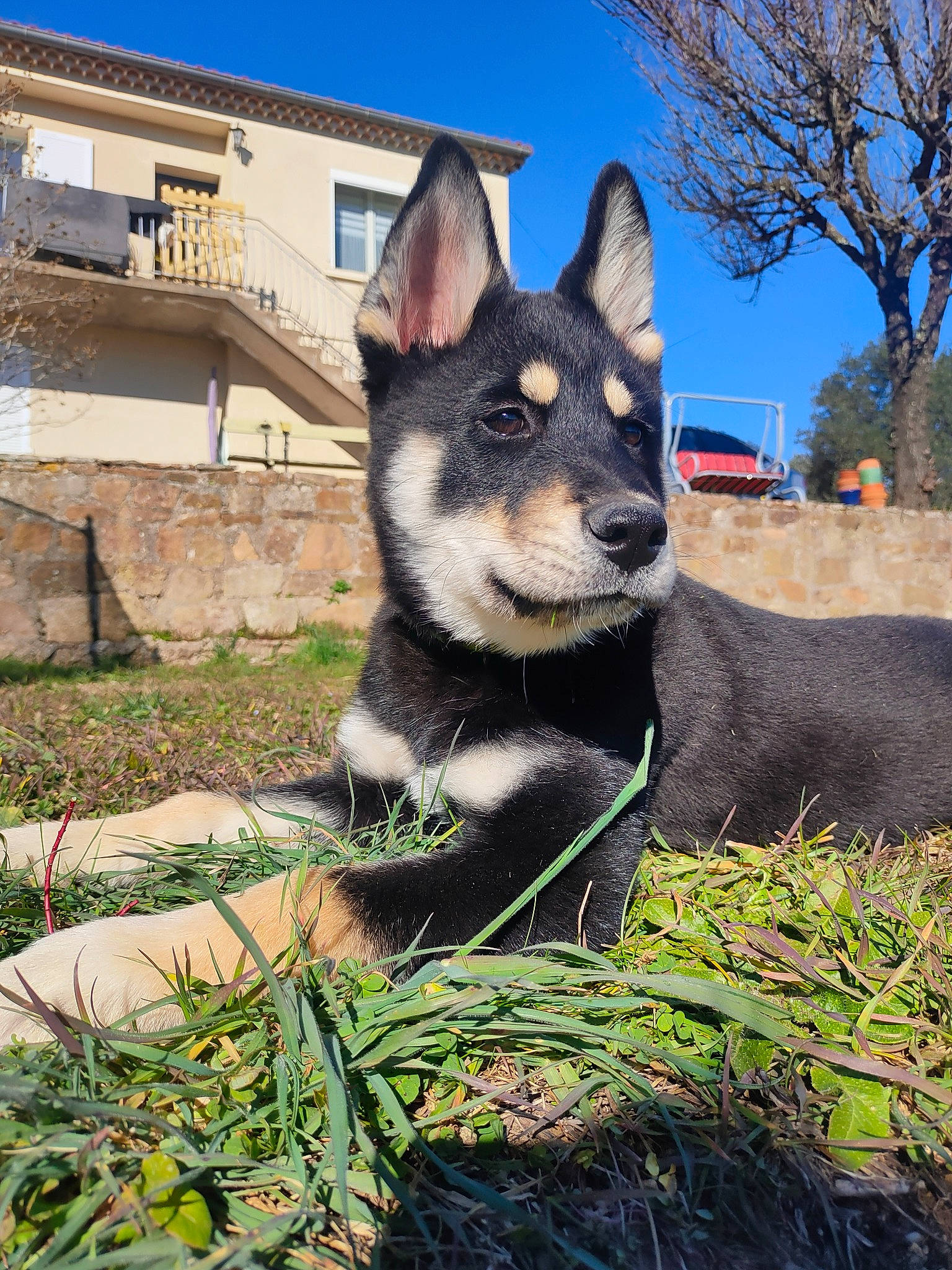 Kenaï participe au concours pour gagner de l'argent avec cette photo : building, canidae, canis, carnivore, companion_dog, dog, dog_breed, fur, grass, non_sporting_group, plant, sky, snout, sporting_group, terrestrial_animal, tree, whiskers, window, working_animal, working_dog