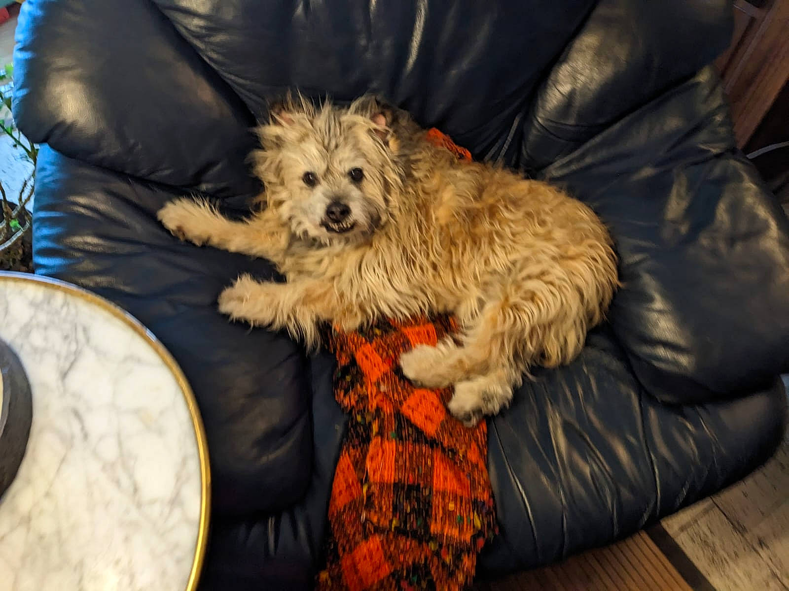 Fidgi participe au concours pour gagner de l'argent avec cette photo : canidae, carnivore, comfort, companion_dog, couch, dog, dog_breed, dog_clothes, dog_supply, fur, hardwood, labradoodle, maltepoo, mammal, small_terrier, snout, sporting_group, terrier, toy_dog, yorkipoo