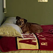 Punkin is registered to the contest to win money with this photo: dog, bed, blanket, pillow, indoor, resting, brown_dog, wall, framed_picture, sleepy, cozy, furniture, relaxed, home, animal, pet, comfort, lying_down, domestic, canine