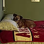 dog, bed, blanket, pillow, indoor, resting, brown_dog, wall, framed_picture, sleepy, cozy, furniture, relaxed, home, animal, pet, comfort, lying_down, domestic, canine