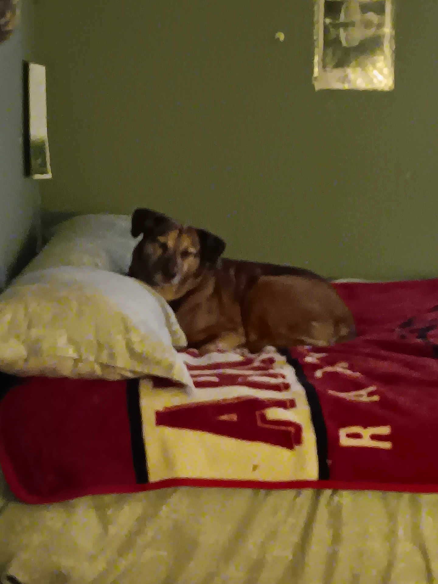 Punkin is registered to the contest to win money with this photo: dog, bed, blanket, pillow, indoor, resting, brown_dog, wall, framed_picture, sleepy, cozy, furniture, relaxed, home, animal, pet, comfort, lying_down, domestic, canine