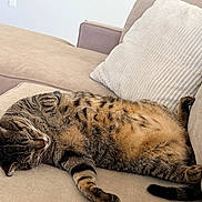 Moche is registered to the contest to win money with this photo: animal, beige, cat, comfort, couch, cozy, cute, domestic_cat, feline, fur, home, indoor, nap, paw, pet, relaxed, sleeping, striped, tabby_cat, whiskers