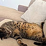 animal, beige, cat, comfort, couch, cozy, cute, domestic_cat, feline, fur, home, indoor, nap, paw, pet, relaxed, sleeping, striped, tabby_cat, whiskers