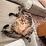 Moche is registered to the contest to win money with this photo: animal, cat, comfort, couch, cozy, domestic_cat, fur, furniture, home, indoor, living_room, paw, pet, pillow, relaxed, resting, sleeping, tabby_cat, tail, whiskers