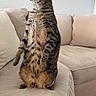 Moche joined the competition — help win amazing prizes! alert, animal, beige, cat, comfortable, couch, curious, fur, furniture, green_eyes, home, indoor, living_room, pet, relaxed, side_view, standing, striped, tabby_cat, whiskers