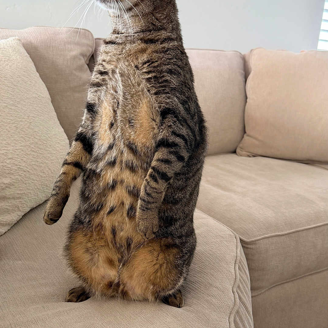 Moche joined the competition — help win amazing prizes! alert, animal, beige, cat, comfortable, couch, curious, fur, furniture, green_eyes, home, indoor, living_room, pet, relaxed, side_view, standing, striped, tabby_cat, whiskers