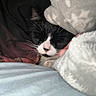 cat, black_and_white, sleeping, blanket, cozy, whiskers, fur, pet, indoor, resting, closeup, comfort, hand, soft, nap, cute, domestic_animal, feline, warm, relaxation
