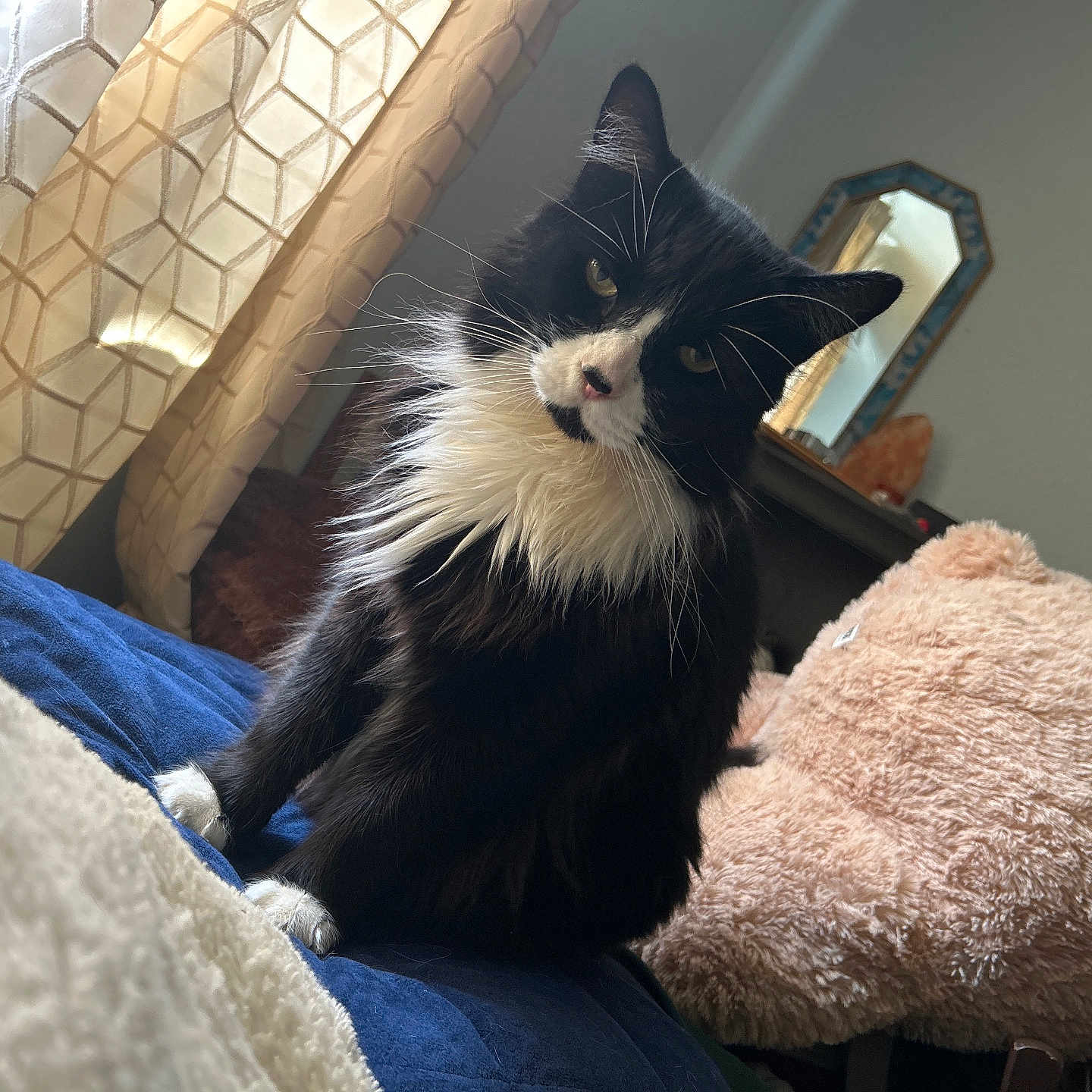 Captain joined the competition — help win amazing prizes! cat, black_and_white, fluffy, indoor, bed, blanket, curtains, plush_toy, teddy_bear, furniture, mirror, window, cozy, pet, animal, whiskers, soft_lighting, relaxed, domestic, cute