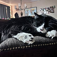 Captain is registered to the contest to win money with this photo: cat, black_and_white, sleeping, paws, cushion, indoor, flowers, vase, curtains, map, wall_art, wooden_furniture, cozy, relaxed, pet, whiskers, closeup, home, resting, furniture