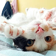 Kitty participe au concours pour gagner de l'argent avec cette photo : cat, kitten, close_up, paw, pink_paw_pad, whiskers, bed, blanket, cute, pet, animal, feline, lying_down, resting, indoor, soft_light, fur, curious, playful, domestic