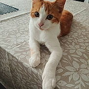 Mako participe au concours pour gagner de l'argent avec cette photo : cat, kitten, orange_and_white, table, tablecloth, floral_pattern, indoor, pet, cute, animal, feline, curious, white_paws, resting, young_cat, domestic_cat, cute_pet, looking, close_up, soft_fur