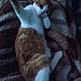 Mako participe au concours pour gagner de l'argent avec cette photo : cat, ginger_cat, white_cat, lying_down, blanket, indoor, pet, feline, cozy, relaxed, fur, animal, sleepy, resting, soft_texture, patterned_blanket, domestic_cat, cute, whiskers, paws