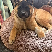 Athéna participe au concours pour gagner de l'argent avec cette photo : dog, pet, bed, plush_toy, indoor, floor, fur, face, ears, paw, resting, cozy, wooden_wall, furniture, toy, brown, black, calm, animal, portrait