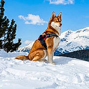 Santa participe au concours pour gagner de l'argent avec cette photo : animal, blue_sky, canine, clouds, cold, daytime, dog, fur, harness, landscape, majestic, mountains, nature, outdoor, pet, pine_tree, scenic, sitting, snow, winter
