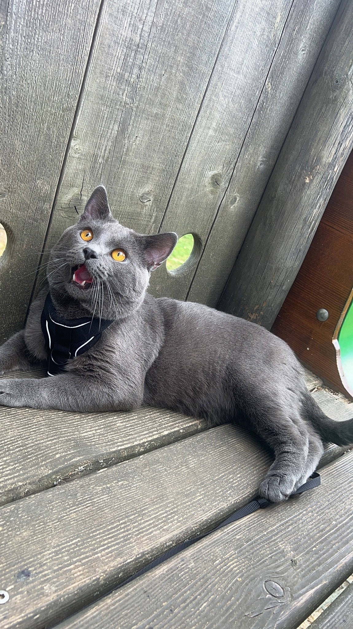 Tycho participe au concours pour gagner de l'argent avec cette photo : black_cat, carnivore, cat, claw, comfort, domestic_short_haired_cat, door, felidae, fur, grey, paw, russian_blue, sitting, small_to_medium_sized_cats, snout, tail, terrestrial_animal, whiskers, wood