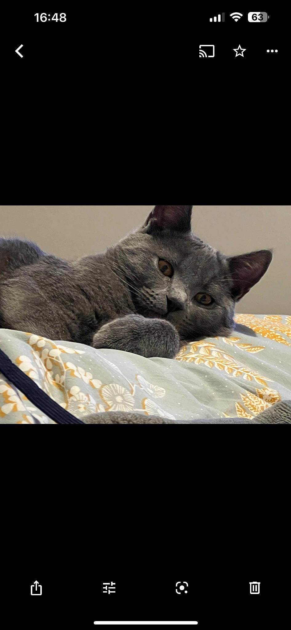 Tycho participe au concours pour gagner de l'argent avec cette photo : automotive_tire, black_cat, carnivore, cat, cat_bed, comfort, domestic_short_haired_cat, eye, felidae, font, fur, grey, nap, paw, plant, russian_blue, small_to_medium_sized_cats, tail, terrestrial_animal, whiskers