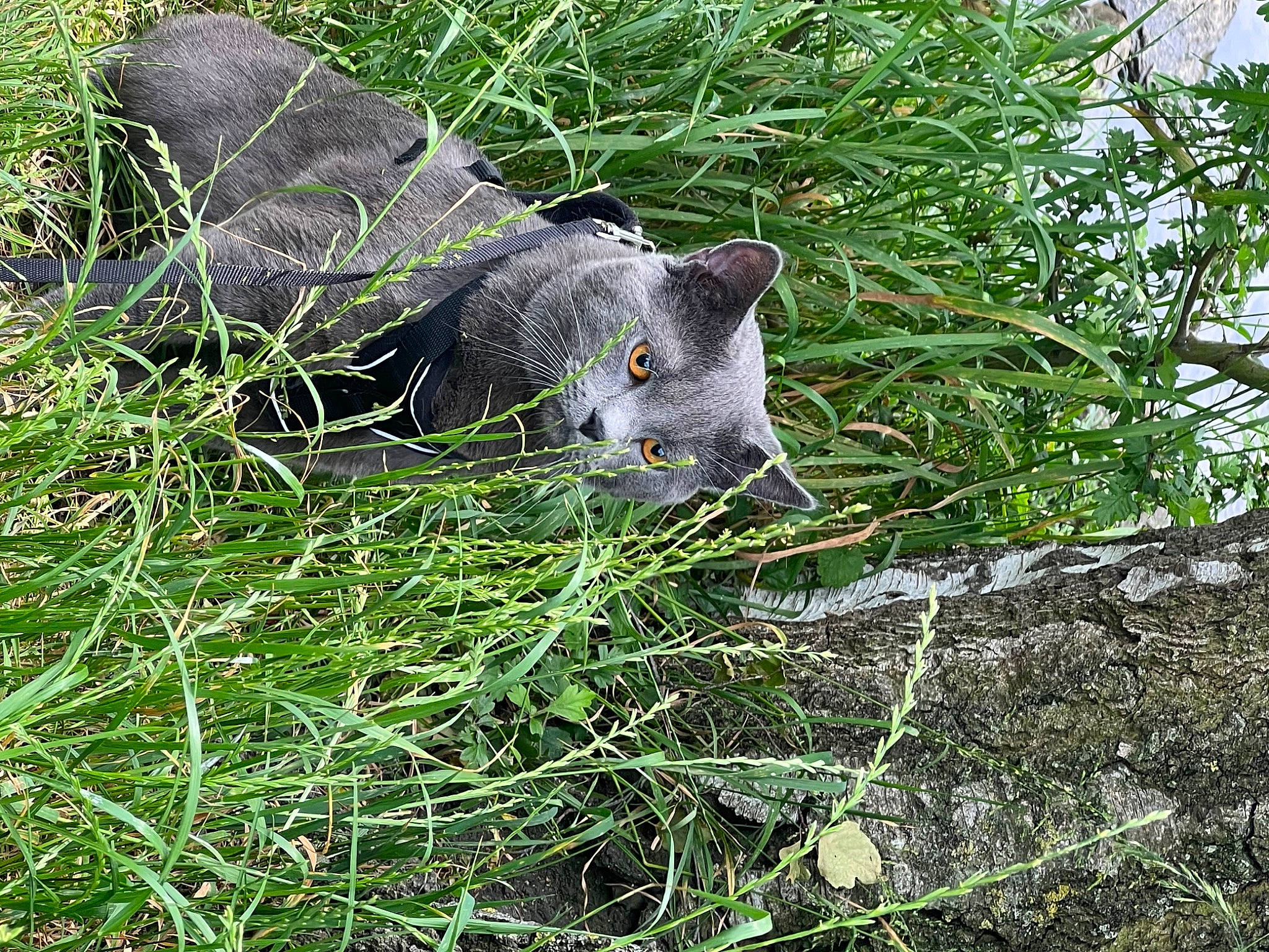 Tycho participe au concours pour gagner de l'argent avec cette photo : carnivore, cat, domestic_short_haired_cat, felidae, flowering_plant, fur, grass, groundcover, herb, plant, shrub, shrubland, small_to_medium_sized_cats, subshrub, tail, terrestrial_animal, terrestrial_plant, trunk, twig, whiskers