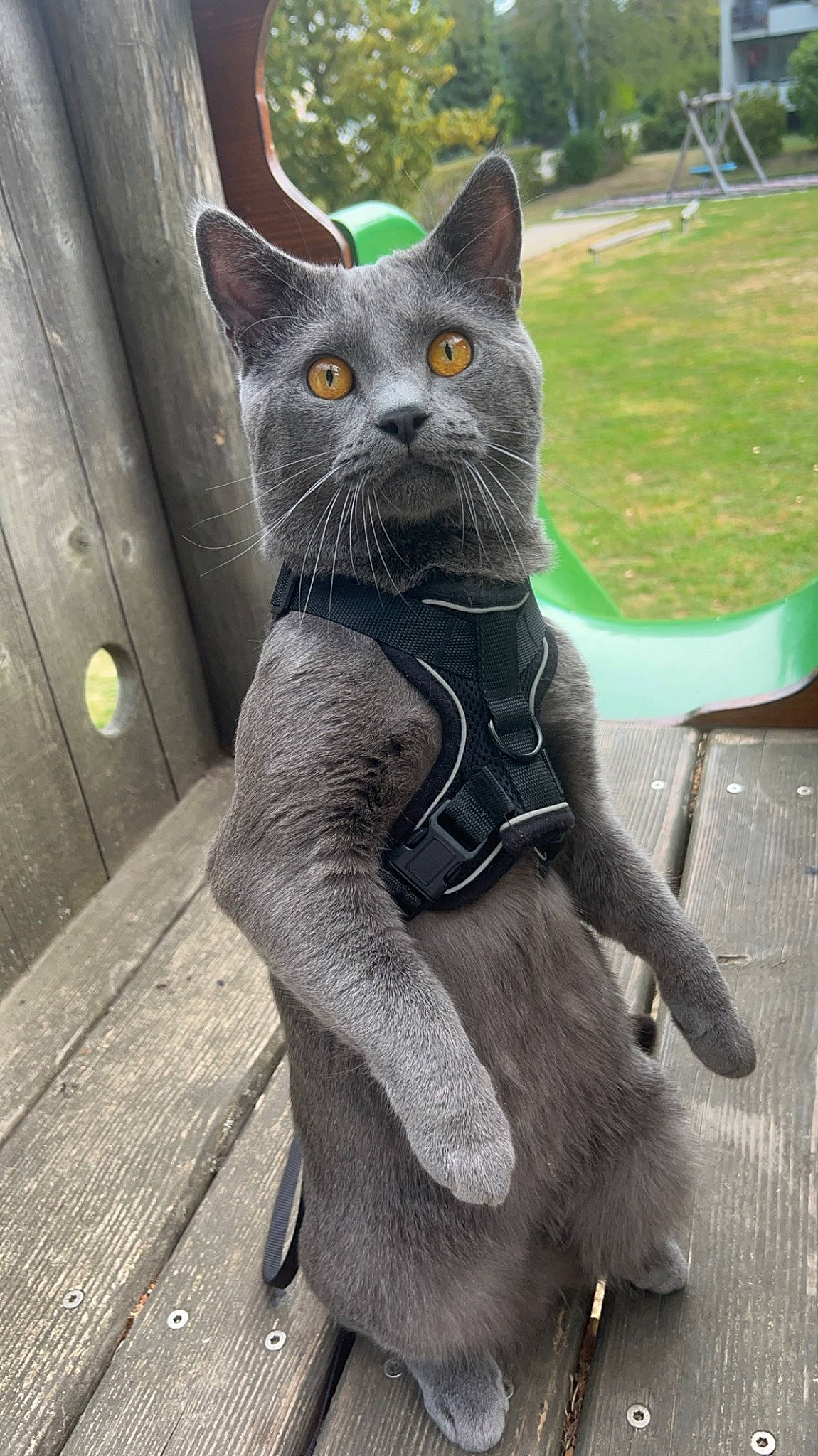 Tycho participe au concours pour gagner de l'argent avec cette photo : black_cat, bombay, carmine, carnivore, cat, domestic_short_haired_cat, felidae, fur, grass, grey, outdoor_furniture, plant, russian_blue, sitting, small_to_medium_sized_cats, snout, tail, terrestrial_animal, whiskers, window