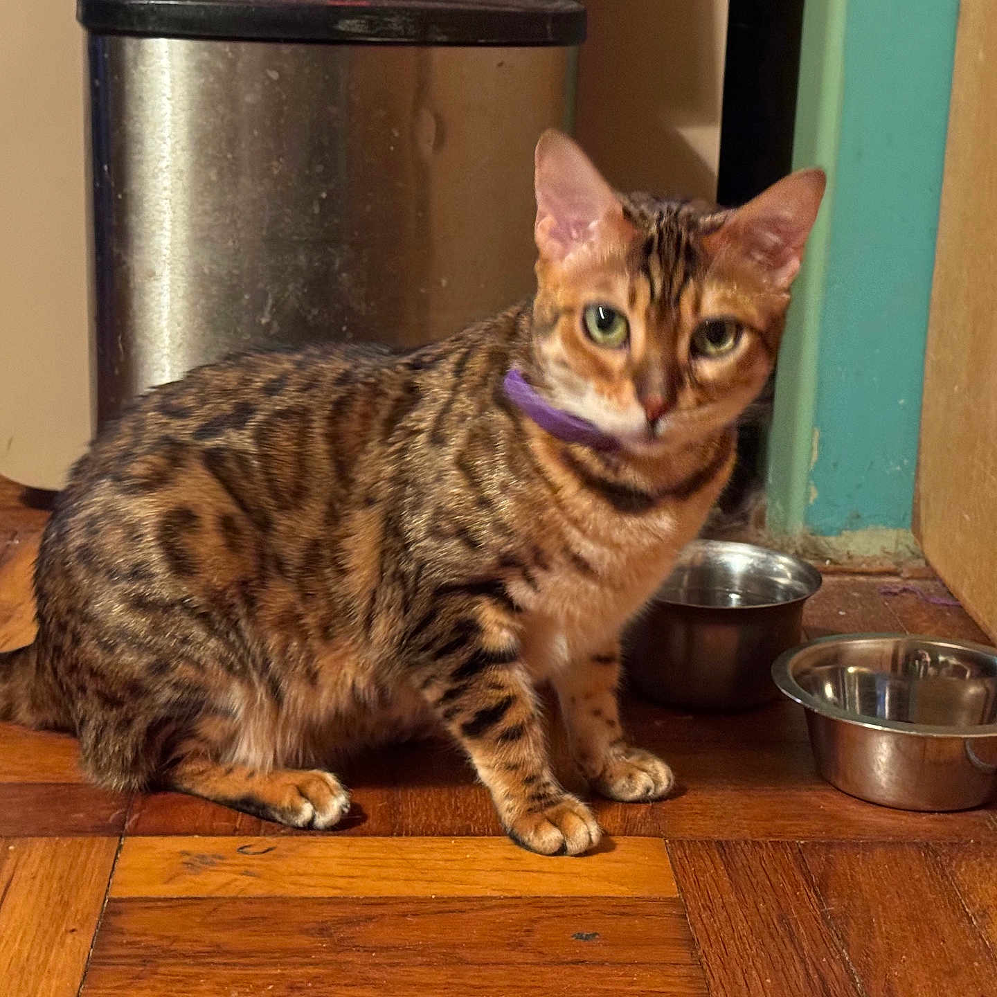 Aurora joined the competition — help win amazing prizes! alert, animal, black, brown, cat, domestic, door, feline, flooring, green_eyes, household, indoor, metal_bowls, orange, pet, purple_collar, quiet, spotted_fur, trash_can, wooden_floor