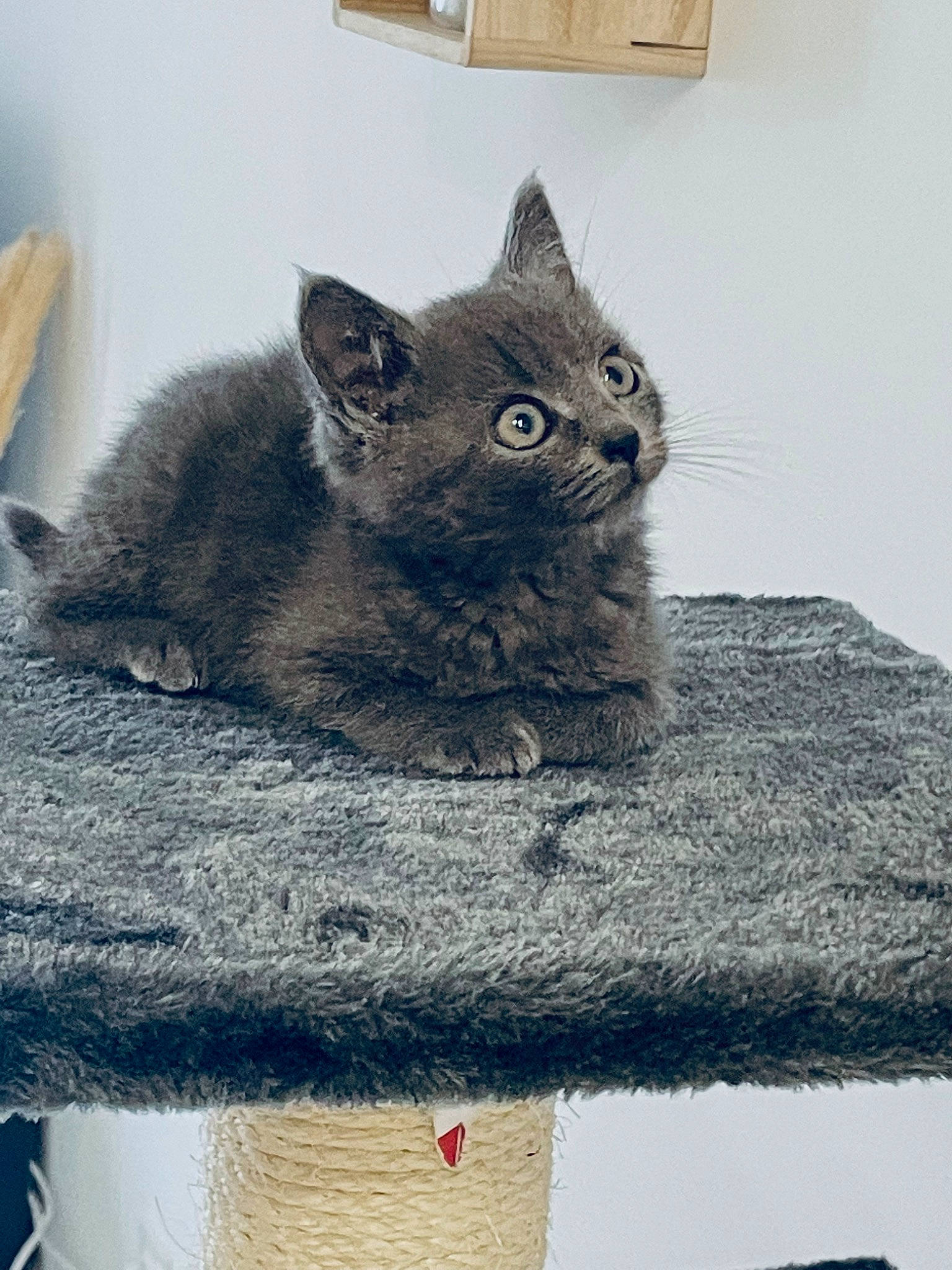 Tiara participe au concours pour gagner de l'argent avec cette photo : art, black_cat, carnivore, cat, cat_supply, domestic_short_haired_cat, felidae, fur, grey, pattern, rectangle, small_to_medium_sized_cats, snout, tail, whiskers, wood