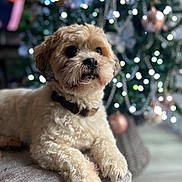 Reggie is registered to the contest to win money with this photo: dog, pet, fluffy, cream_colored, couch, indoor, christmas_tree, ornaments, holiday, decorations, blurred_background, soft_lighting, collar, cute, relaxed, furry, animal, home, festive, cozy