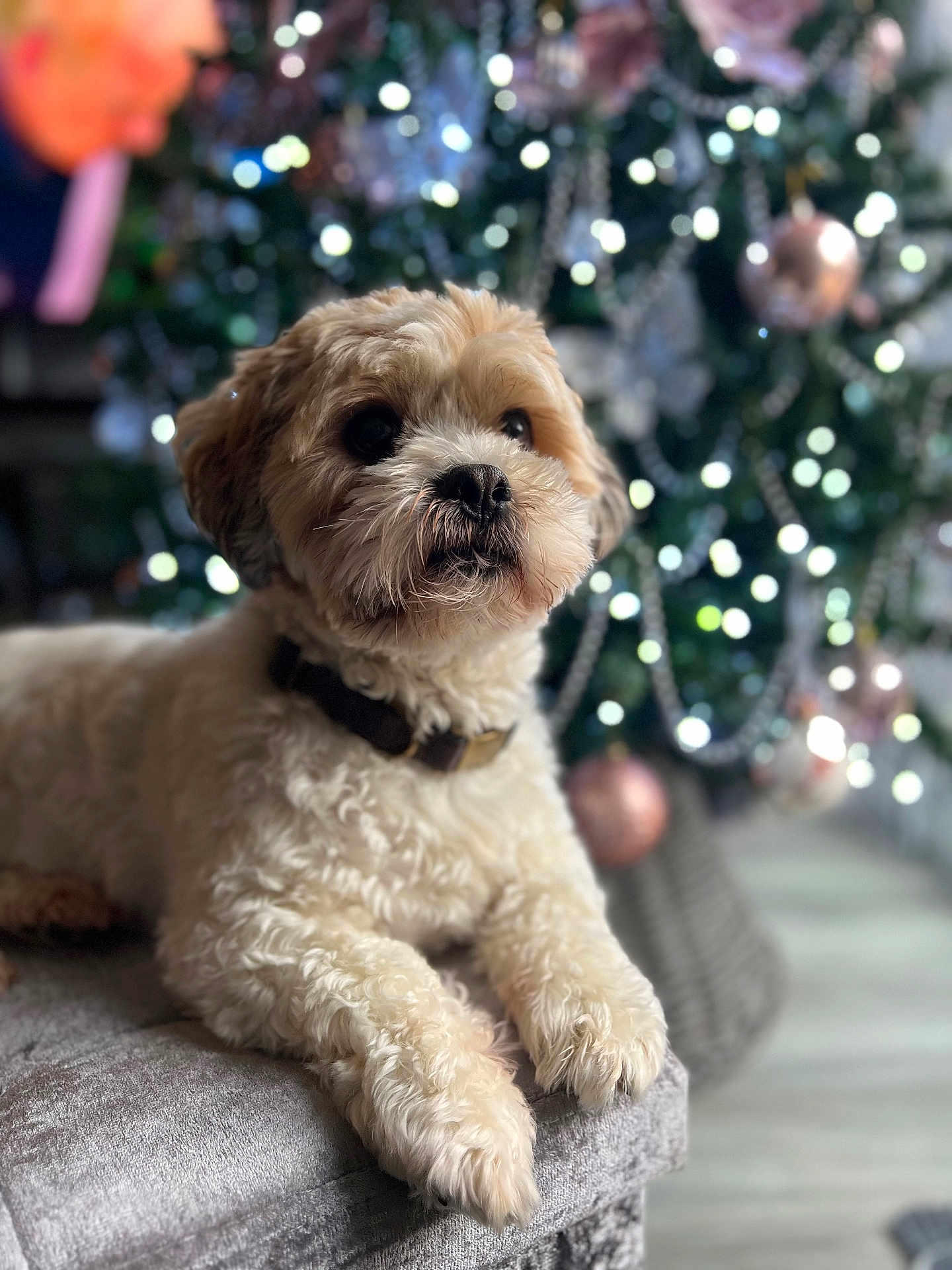 Reggie is registered to the contest to win money with this photo: dog, pet, fluffy, cream_colored, couch, indoor, christmas_tree, ornaments, holiday, decorations, blurred_background, soft_lighting, collar, cute, relaxed, furry, animal, home, festive, cozy
