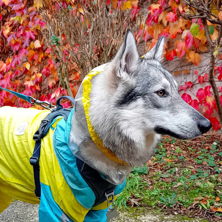Aïka a rejoint le concours — aidez-le/la à gagner de superbes lots ! animal, autumn, canine, colorful, dog, fall_leaves, fur, leafy_background, leash, nature, outdoor, park, pavement, pet, raincoat, side_view, tree_branches, vibrant_colors, walking, wearing_clothes