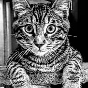 Max joined the competition — help win amazing prizes! cat, tabby, tabby_cat, eyes, whiskers, close_up, portrait, black_and_white, ears, paws, fur, stripes, scratching_post, sitting, pet, indoor, nose, gaze, curious, mammal