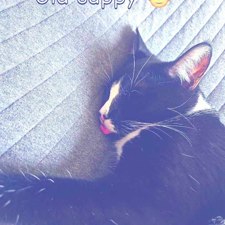 Zorro