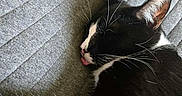 Zorro joined the competition — help win amazing prizes! cat, tuxedo_cat, black_and_white, sleeping, lounging, relaxed, indoor, couch, cushion, gray_fabric, close_up, pet, feline, whiskers, ears, pink_nose, tongue, fur, cozy, text_overlay