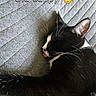 cat, tuxedo_cat, black_and_white, sleeping, lounging, relaxed, indoor, couch, cushion, gray_fabric, close_up, pet, feline, whiskers, ears, pink_nose, tongue, fur, cozy, text_overlay