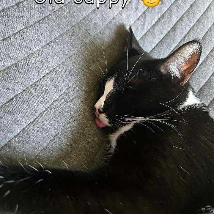 Zorro