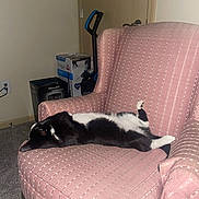 Zorro is registered to the contest to win money with this photo: cat, black_and_white, pet, sleeping, lying_down, relaxed, chair, armchair, pink_fabric, indoor, living_room, furniture, carpet, boxes, vacuum_cleaner, raised_paw, striped_fur, resting, cozy, home