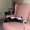 cat, black_and_white, pet, sleeping, lying_down, relaxed, chair, armchair, pink_fabric, indoor, living_room, furniture, carpet, boxes, vacuum_cleaner, raised_paw, striped_fur, resting, cozy, home