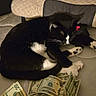 Zorro joined the competition — help win amazing prizes! cat, cats, tuxedo_cat, black_and_white, sleeping, resting, curled_up, pet, animal, chair, cushion, blanket, indoor, home, cozy, dollar_bills, money, pink_bow, whiskers, funny