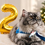 Benji is registered to the contest to win money with this photo: cat, fluffy, gray_cat, bandana, pet, indoor, balloon, number_two, curious, closeup, soft_surface, orange_eyes, celebration, feline, cute, whiskers, portrait, animal, resting, domestic_cat