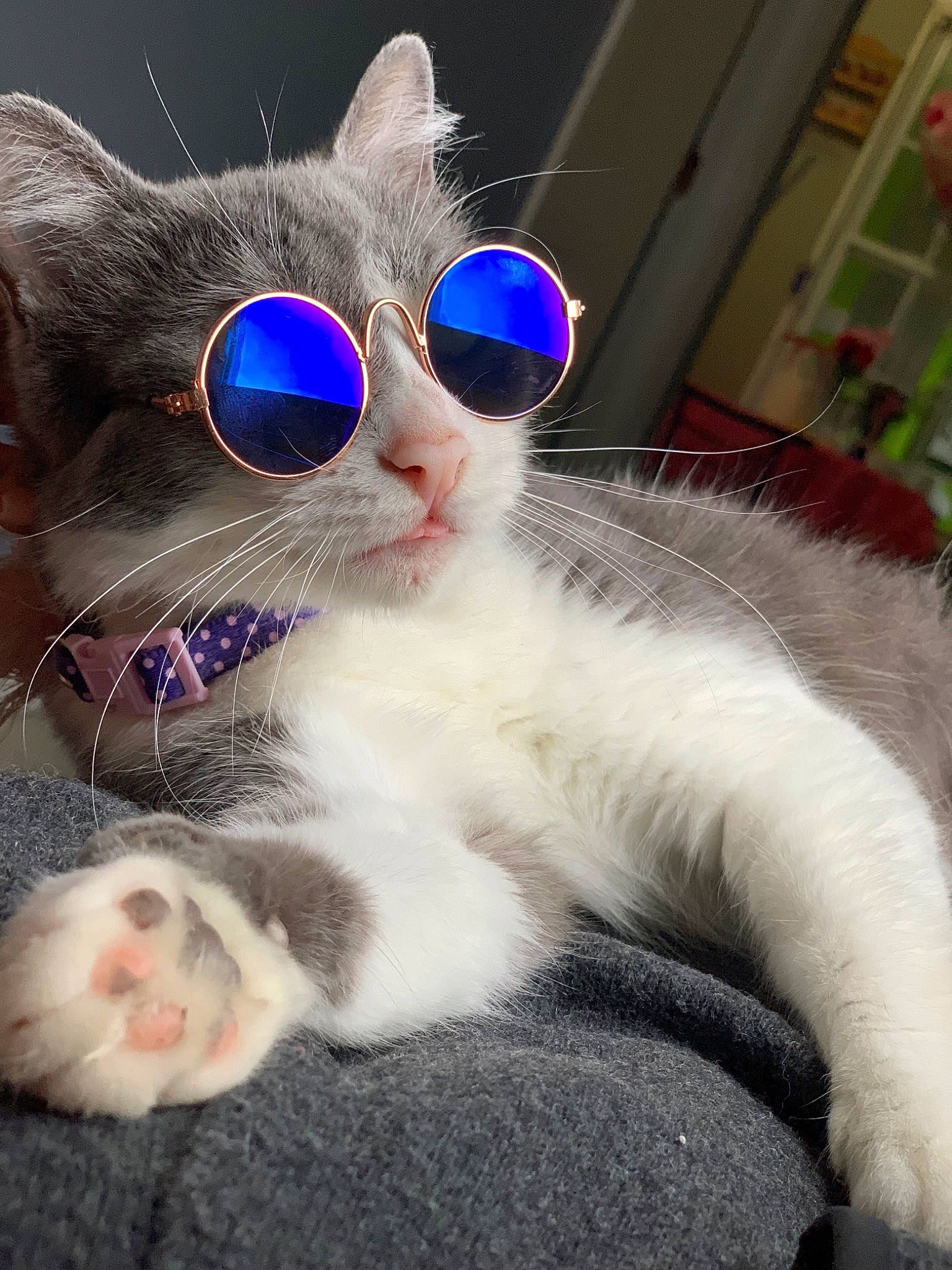 Mia is registered to the contest to win money with this photo: american_curl, carnivore, cat, ear, eye, eyewear, felidae, fur, glasses, iris, kitten, mammal, nose, paw, ragdoll, small_to_medium_sized_cats, sunglasses, turkish_angora, vision_care, whiskers