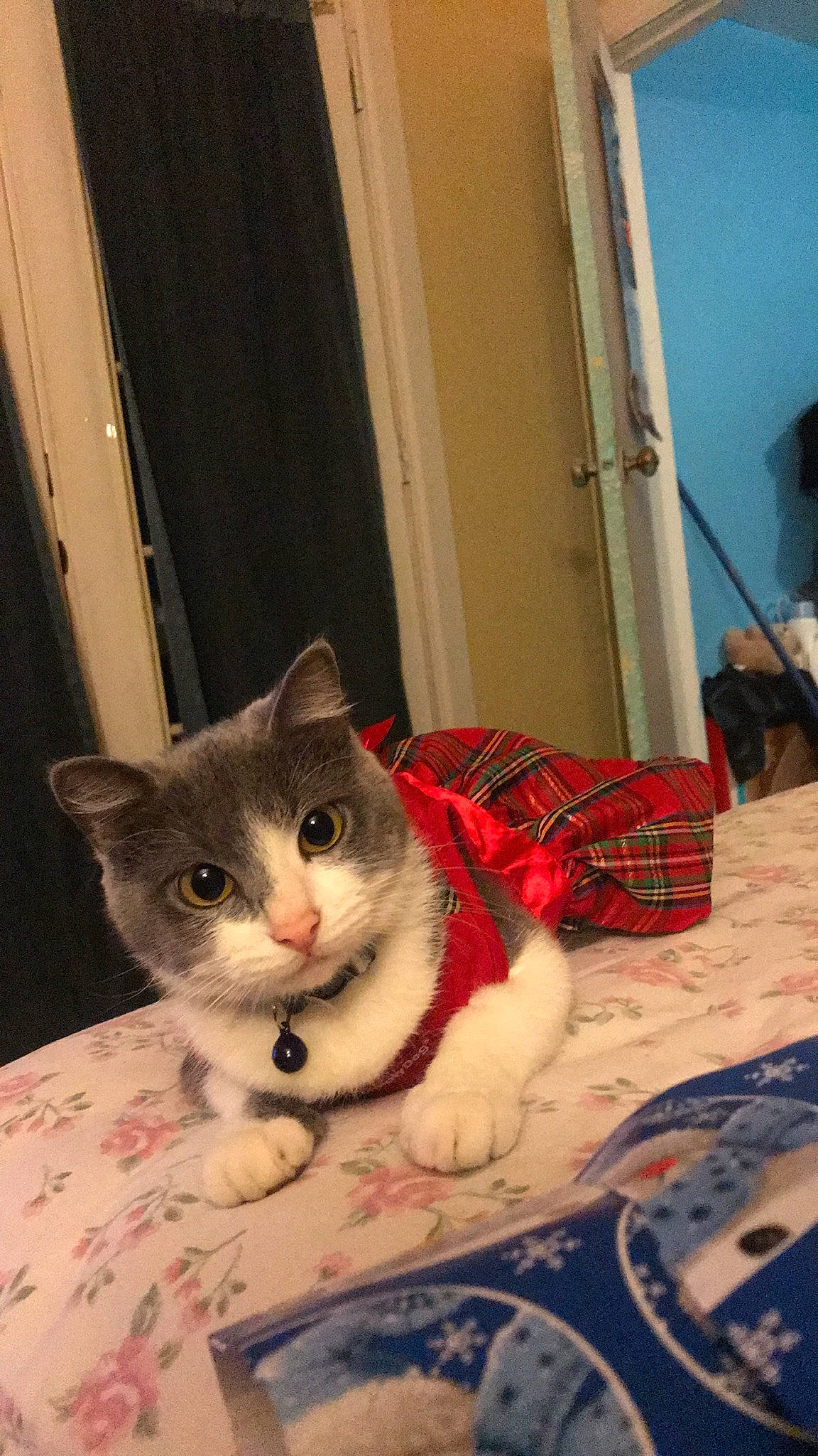 Mia joined the competition — help win amazing prizes! aegean_cat, american_shorthair, asian, carnivore, cat, domestic_short_haired_cat, european_shorthair, fawn, felidae, fur, kitten, ojos_azules, small_to_medium_sized_cats, whiskers