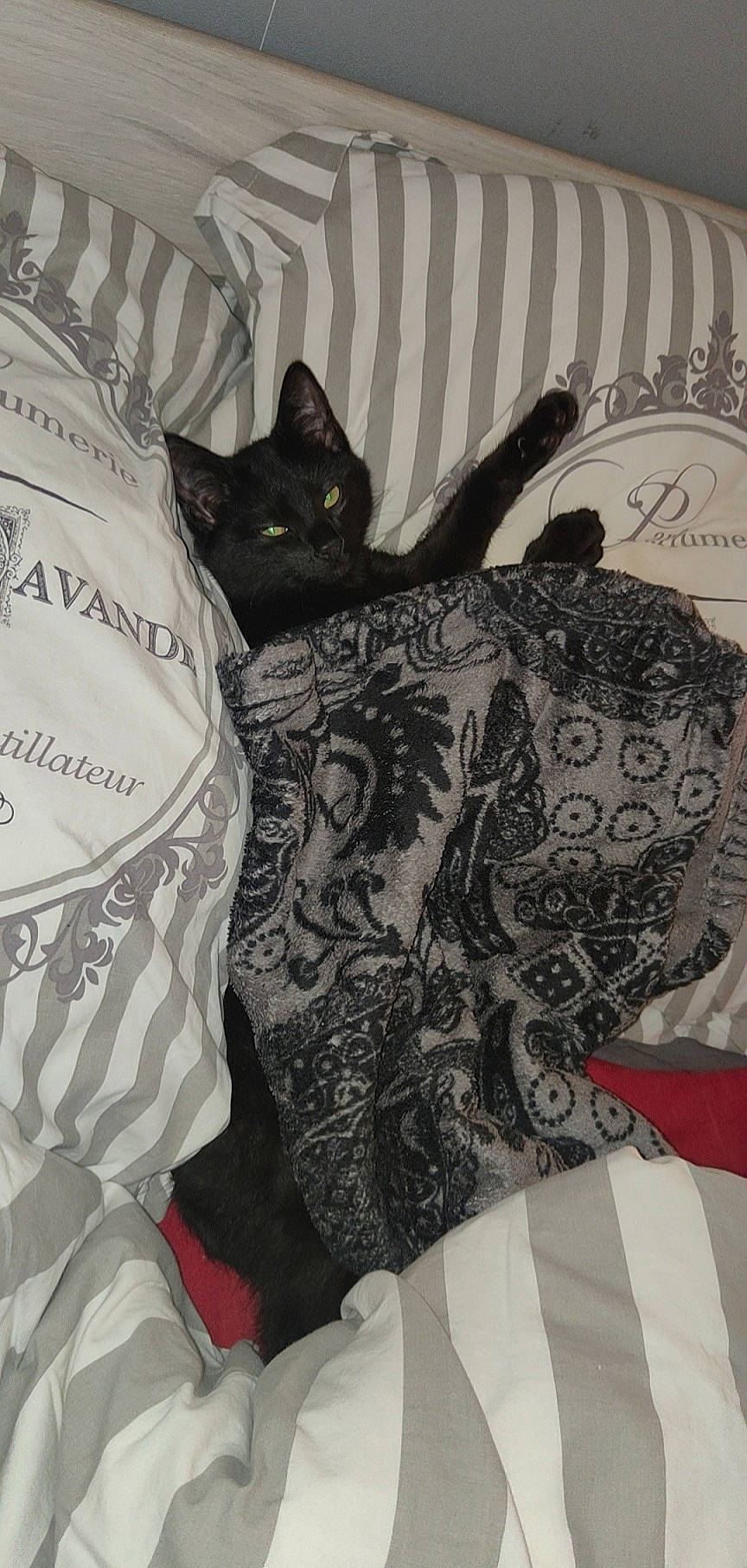 Shadow participe au concours pour gagner de l'argent avec cette photo : bed_sheet, bedding, black, black_cat, carnivore, cat, cat_supply, comfort, couch, felidae, fur, grey, linens, mammal, pattern, room, small_to_medium_sized_cats, textile, whiskers, white