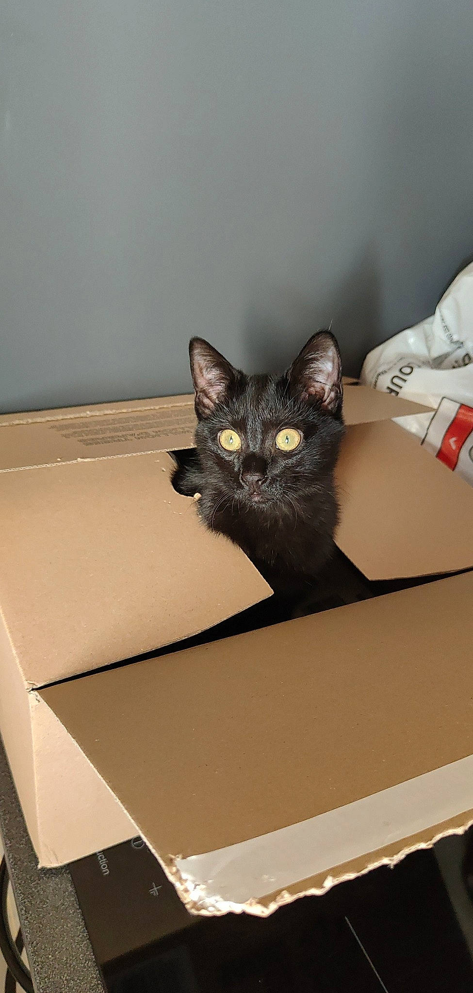 Shadow a rejoint le concours — aidez-le/la à gagner de superbes lots ! black_cat, box, cardboard, carnivore, carton, cat, cat_supply, comfort, domestic_short_haired_cat, felidae, fur, grey, packaging_and_labeling, packing_materials, paper_product, room, shipping_box, small_to_medium_sized_cats, tail, whiskers